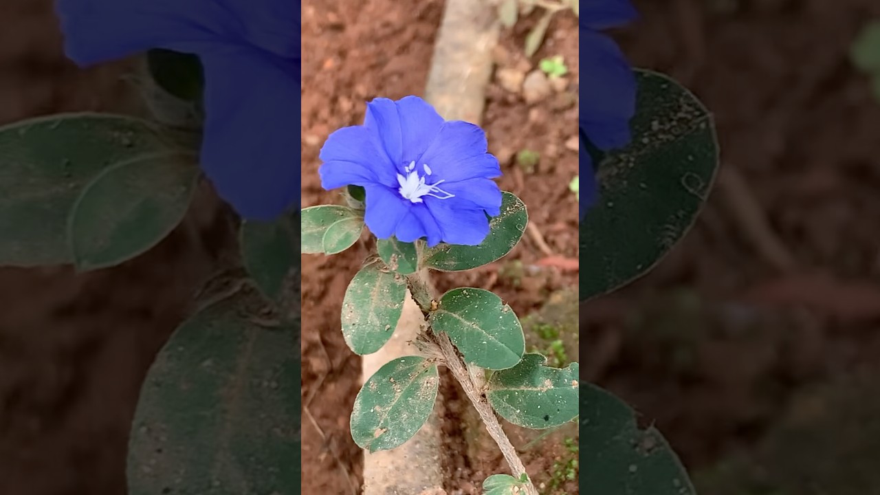 Visnukranta/ Shankhavel (Slender dwarf morning glory) 