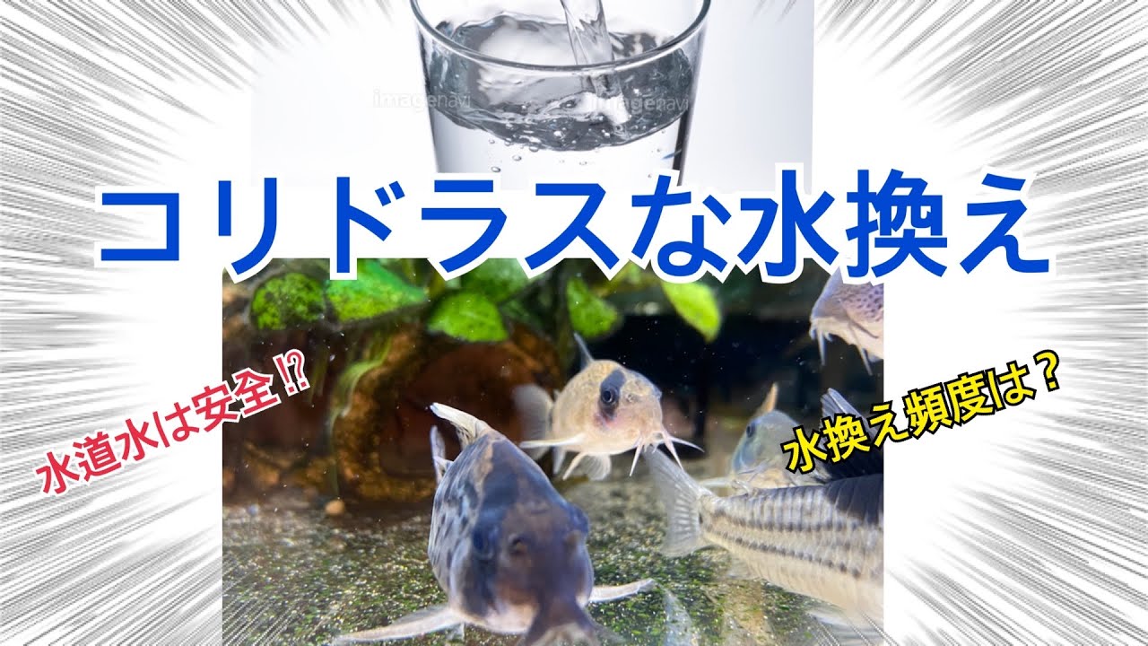 コリドラスな水換え アクアリウム コリドラス 熱帯魚 Youtube