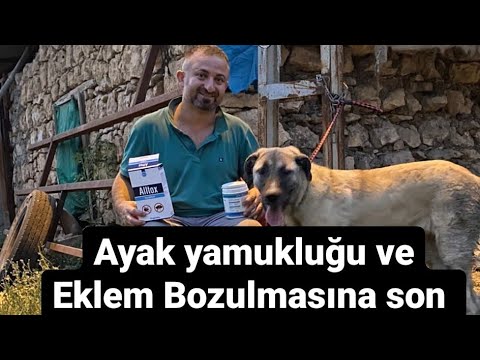 Video: Rottweilerinizin Eklem Ağrısını Düzeltmenin 10 Doğal Yolu