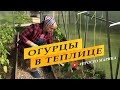 Огурцы в теплице после высадки.