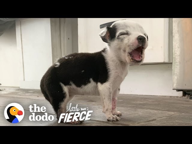 This Tiny Pittie Puppy Bites Ears for Attention | The Dodo Little But Fierce