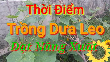 thời điểm trồng dưa leo thích hợp nhất đạt năng suất ít bệnh