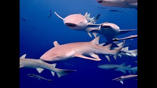 Акулы на Мальдивах, снорклинг