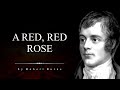 Love poetry from the heart  robert burns