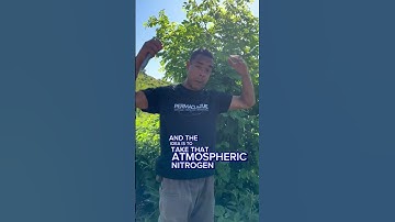 Benefits of Black Locusts In Your Garden! #gardening #homestead #healing #organicfarming