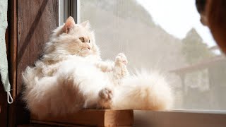 窓辺の猫 YKK AP公式】窓と猫の物語 「幼なじみ」篇 30秒 Story of a