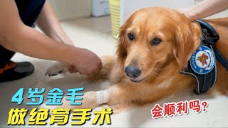 4-year-old Golden Retriever was ruthlessly mocked by doctors for sterilization