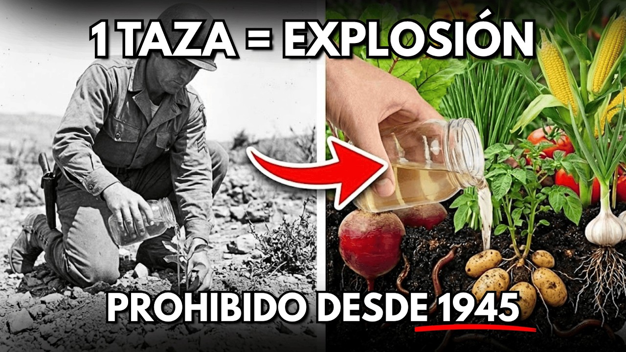 El Protocolo del Suelo MÁS FÉRTIL Posible Nació en la 2ª Guerra Mundial