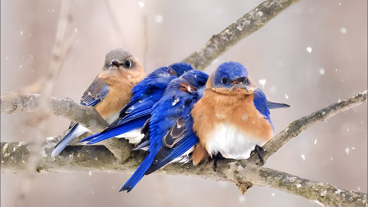Cold bird. Зима птицы. Птицы зимой. Птички на снегу. Красивые птички зимой.
