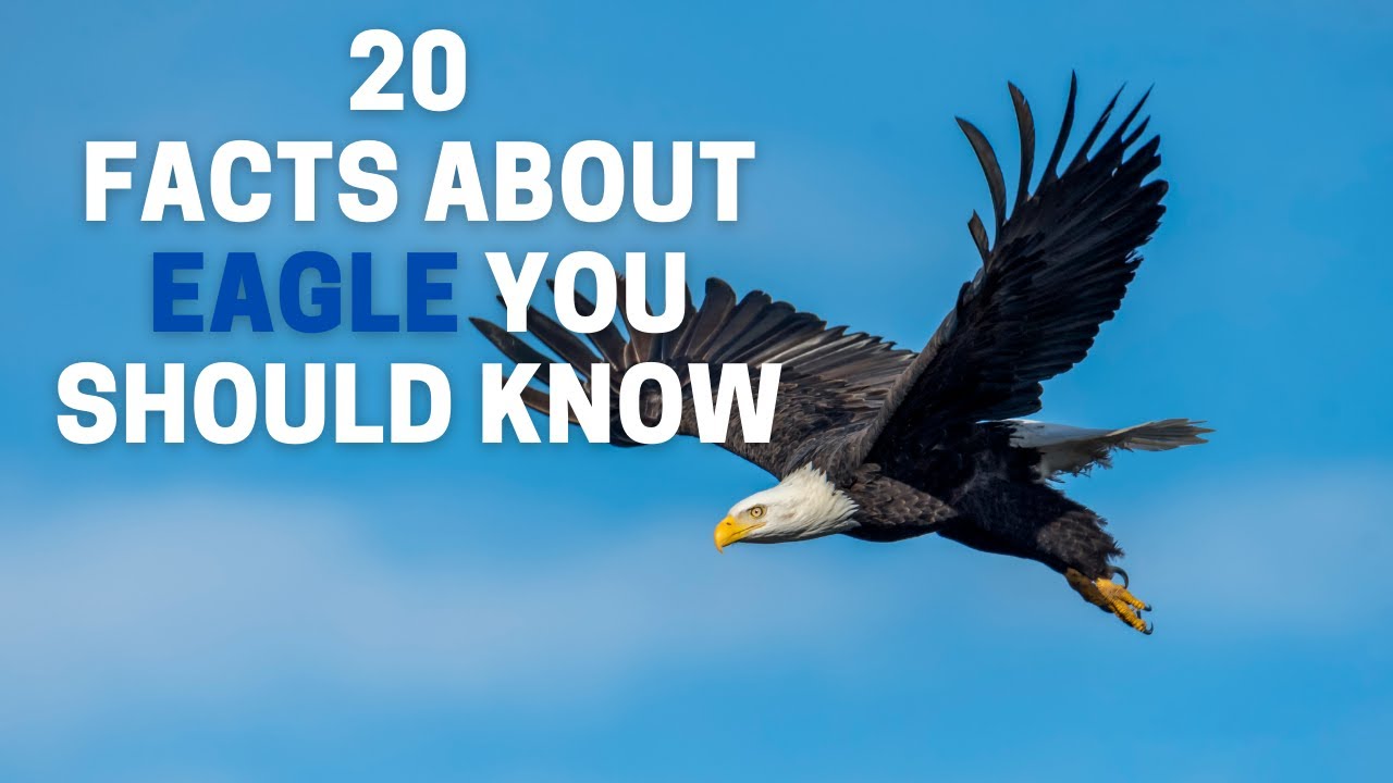 bald eagle interesting facts