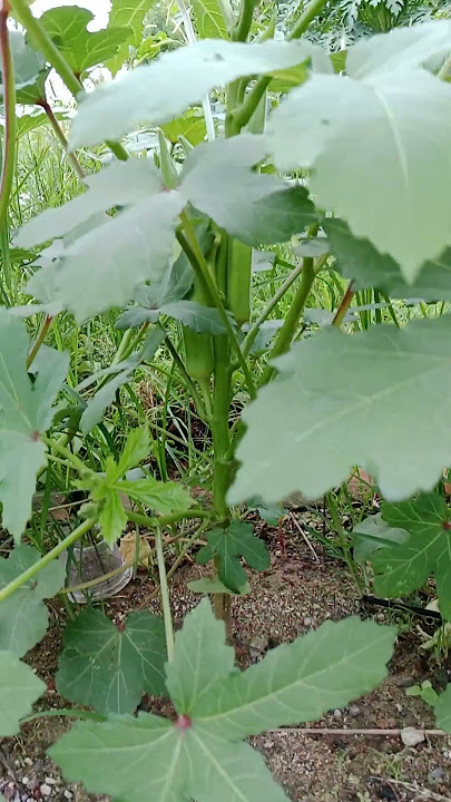 Tanaman Okra di atas Batuan Cadas, tumbuh subur @anisah_ahmad