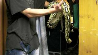1 year old reticulated python
