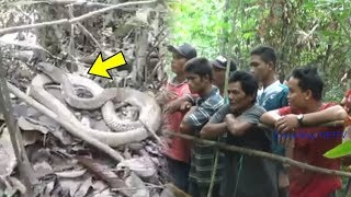 Download Video Viral King Kobra Tak Berpindah Selama 4 Tahun Di Kalteng, Tak Menyerang Me Video MP3 Video Viral King Kobra Tak Berpindah Selama 4 Tahun Di Kalteng, Tak Menyerang Me
