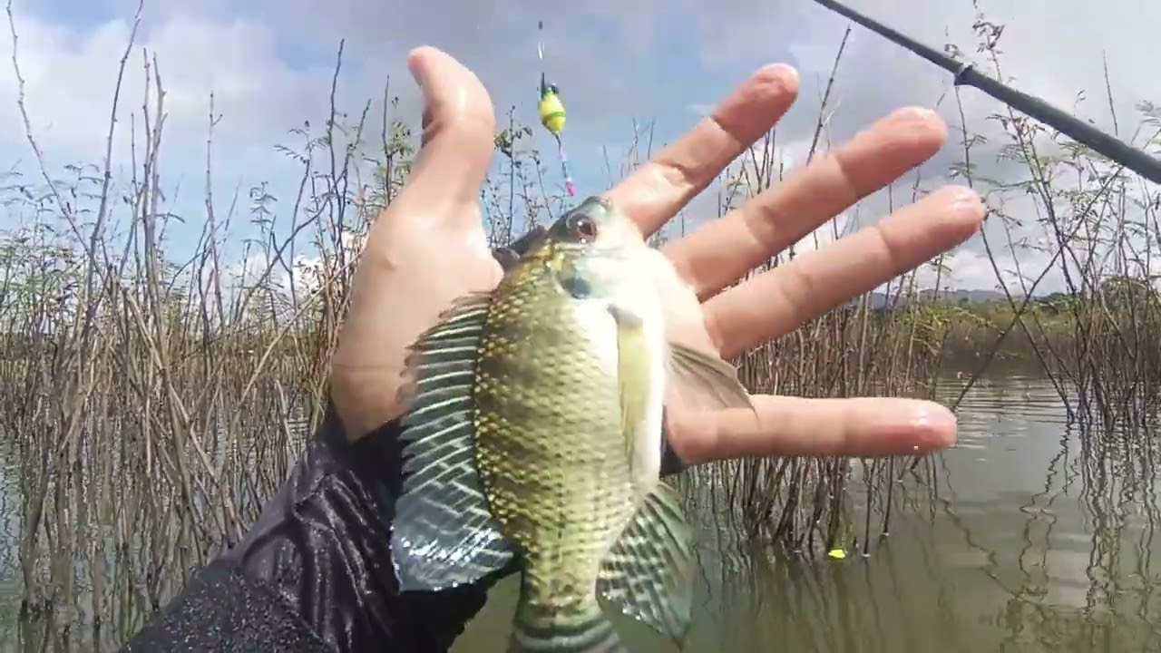 MANCING WGM TERBARU SPOT SENTHONO, MASIH ADA CINTANYA 