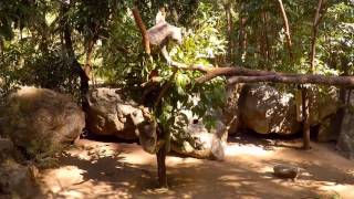 Angry Koala Bear