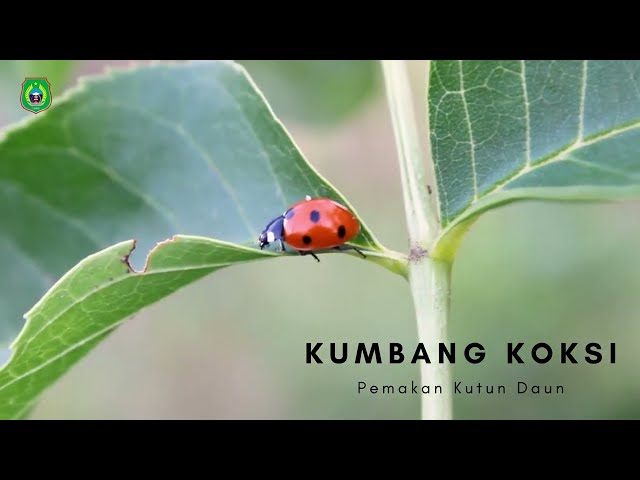 Lady Bug  Kumbang Koksi  Si Gemes Pemakan Kutu Daun class=