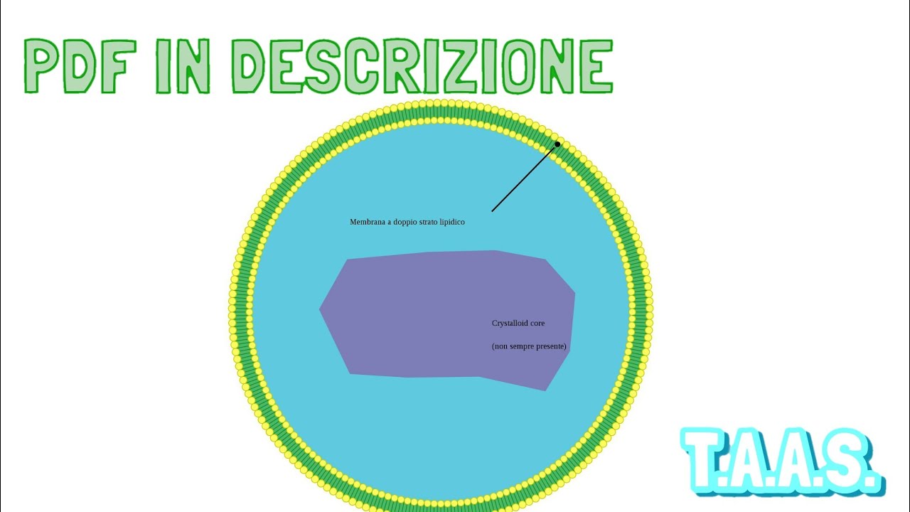 Il perossisoma in 1 minuto [file PDF in descrizione] YouTube