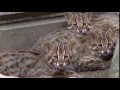 ツシマヤマネコの子猫。生後5か月（福岡市動物園）