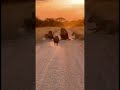 😂 Warthog vs Lion Funny Moments 🦁🐗