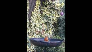 This Robin Loves A Good Splash In The Bird Bath
