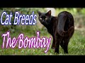 CAT BREEDS (The Bombay) Identify Top 10 Longest Living Cats & Kittens info