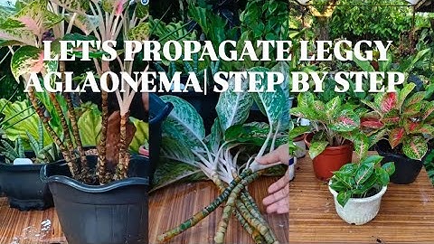 HOW TO PROPAGATE LEGGY AGLAONEMA|STEP BY STEP|GUIDE FOR BEGINNERS