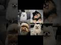 Which dog breed is your favorite🐶#trending #aesthetic #relatable