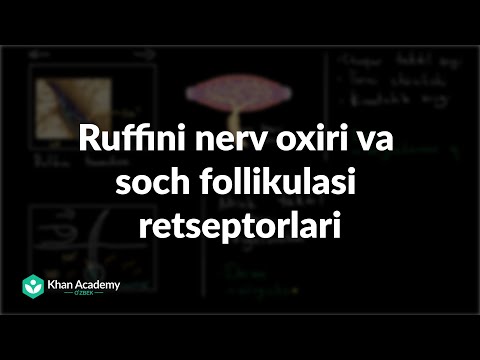 Video: Retseptor oqsili nima qiladi?