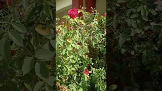 #nature # my college garden #feeling se bhra mera dil #youtube #trending #short