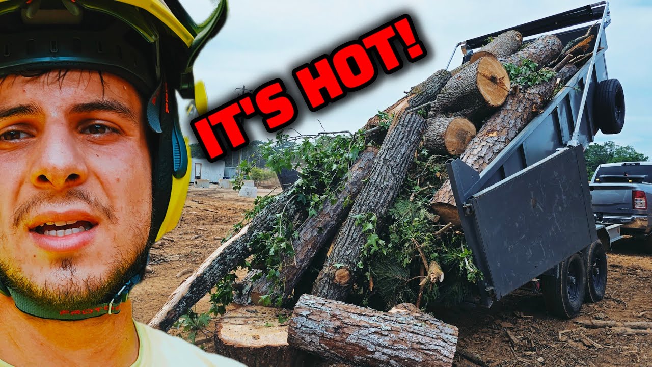 We Got Hired To Remove 5 Trees With Stumps For $3400 | The Previous Company Quit Mid Notch