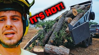 We Got Hired To Remove 5 Trees With Stumps For $3400 | The Previous Company Quit Mid Notch