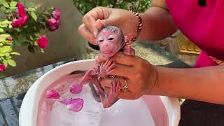 Monkey Baby Shiba