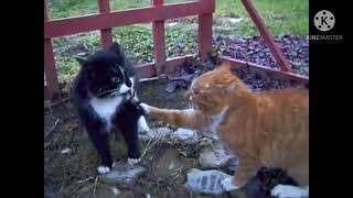 تطبيق يترجم مواء القطط مضحك جدا 🤣 screenshot 5