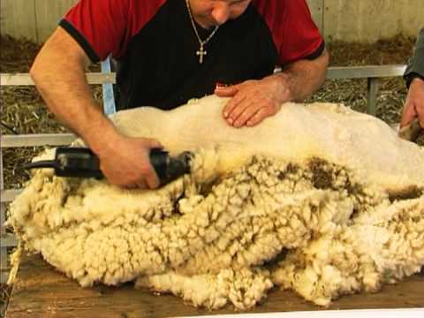 Tondeuse pour moutons - HEINIGER - AGRODIRECT 