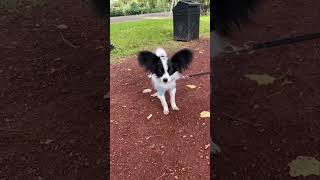 Papillon dog