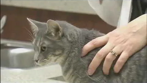 Tim Link, Animal Communicator of Wagging Tales Spe...