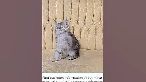 Watch the video about Katniss, black silver mackerel tabby female Maine Coon kitten