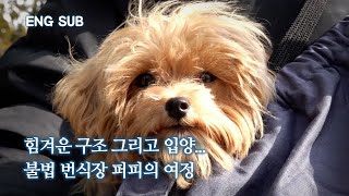 What happened to puppies rescued from Hwaseong puppy mill? | Hwaseong puppy mill case EP.3 by 개st하우스 - 사연 있는 유기동물 채널 26,335 views 5 months ago 10 minutes, 23 seconds