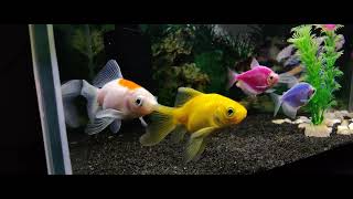 Colorful Aquarium  - Goldfish and Glofish Fish