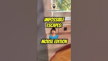 😲🤸‍ See a Mouse