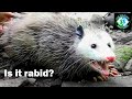 Catching an Opossum BAREHANDED?! The Truth About the USA&#39;s WEIRDEST Mammal!