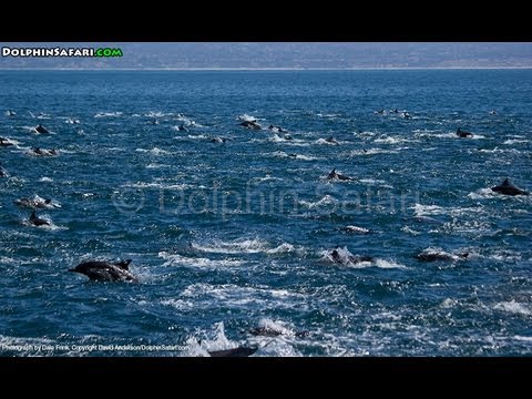 Video: Avistamiento de ballenas en Dana Point y la costa del condado de Orange