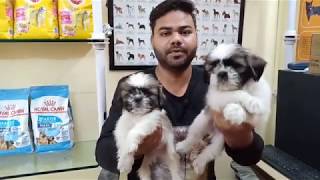 Shih tzu puppies for sale in Delhi And India (Cheapest Dog market) 9711696640)