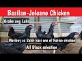 Basilan Joloano Chicken - All black Selection- BUHAY PROBENSYA
