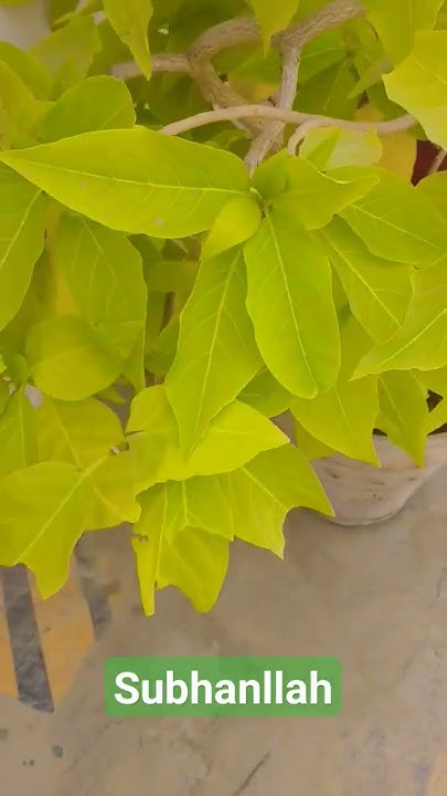 how-to-green-plants-in-this-video-plants009-youtube