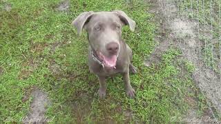 Silver Lab Puppy Meets Tortoise First Time by Love Wags A Tail 304 views 9 months ago 3 minutes, 52 seconds