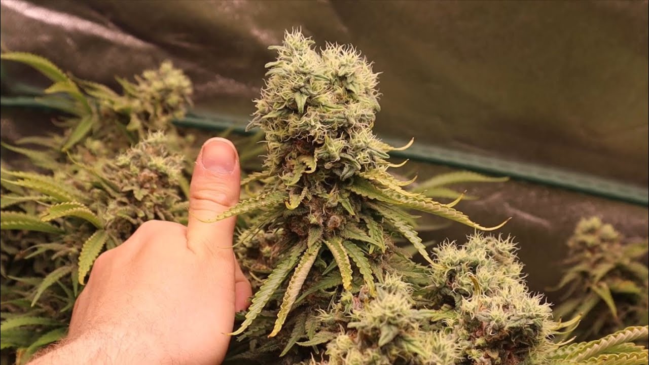 Trainwreck WEEK 11 Flower, Harvest Day!