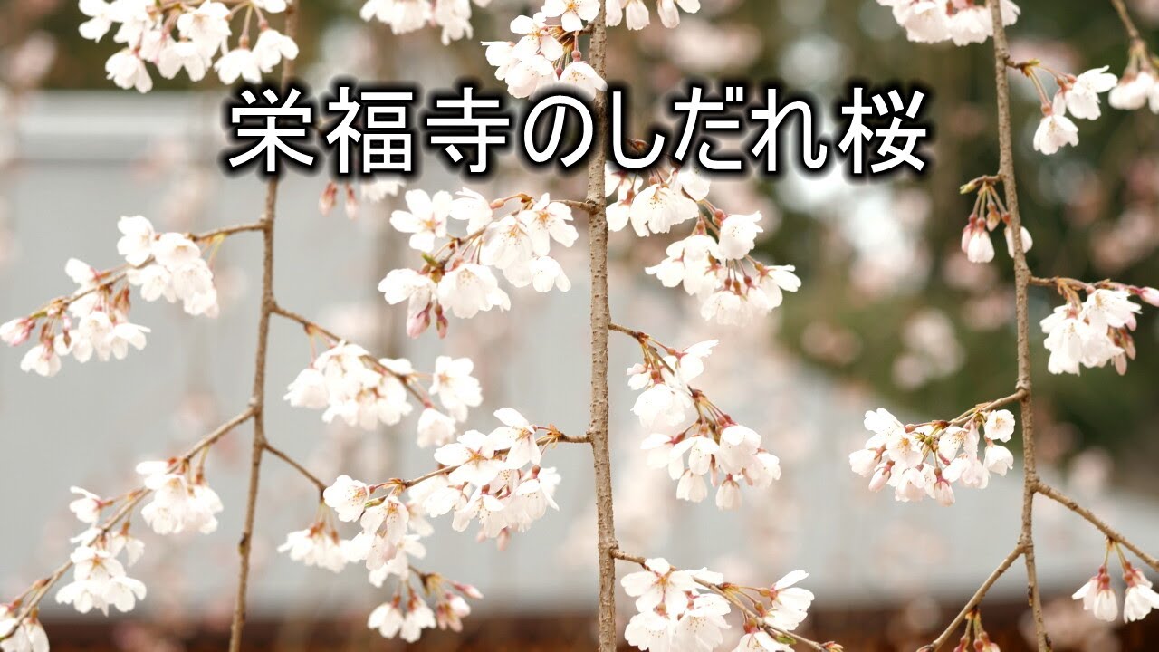 栄福寺のしだれ桜 22 4k Youtube