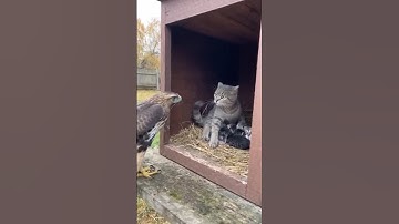 "Unbelievable! 4 Times Mama Cat Saved Her Kittens"