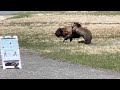 Bear And Bison Fight At Yellowstone National Park